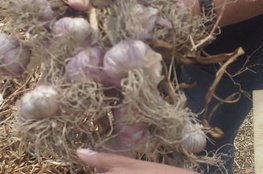 Agricultural