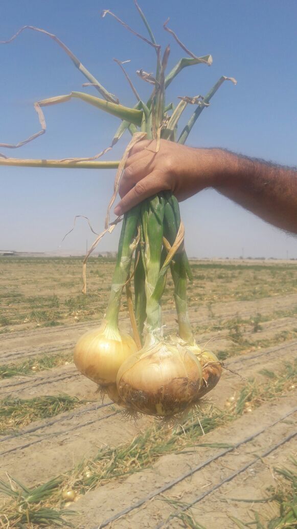 Cebolla amarilla dulce fresca